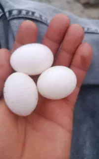 تخم کبوتر