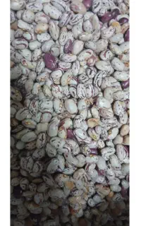 لوبیا چیتی