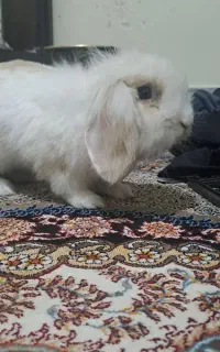خرگوش لوپ