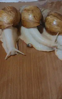 حلزون بزرگ و کوچیک
