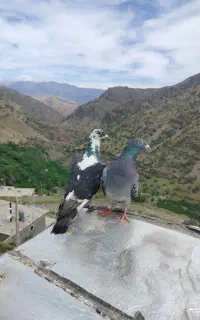 کبوتر
