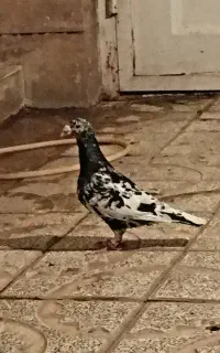 جفت کفتر سار سرور هفت رنگ