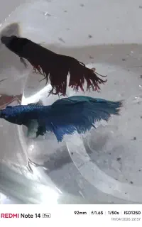 تعداد ۴ عدد ماهی فایتر نروماده