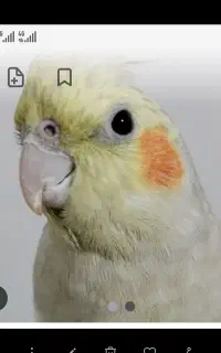عروس هلندی گمشده