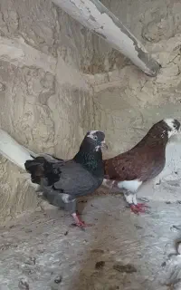 ۹ عدد کبوتر خاصا