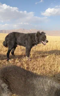 سگ قدرجونی