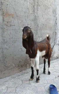 بز افغانی نر