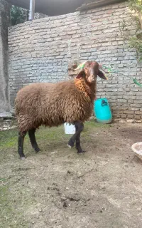 گوسفند بره نر