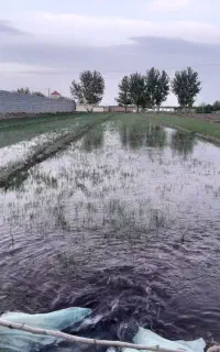 نشا پیاز شش‌ ماهه فلات