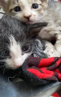 واگذاری بچع گربه