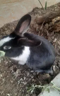 خرگوش