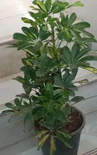 گل اپارتمانی