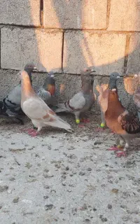 15تا کبوتر