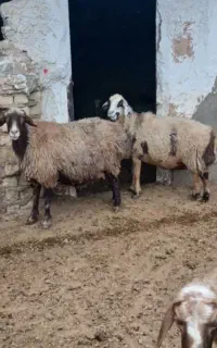گوسفند