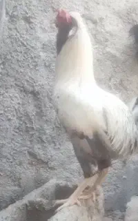 خروس