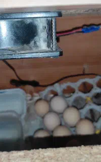 فروش جوجه کشی دست ساز