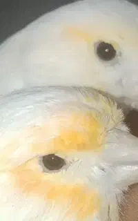 پرنده