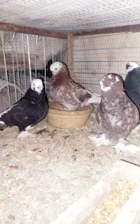 دوجفت کبوتر شازده لانگ فیس درجه یک