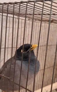 پرنده