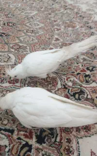 جفت عروس هلندی آلبینو بالغ