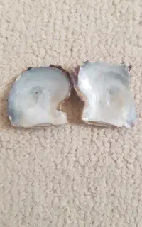 صدف مروارید