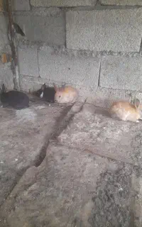 بچه خرگوش بانمک