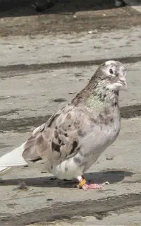 کبوتر باخت رفته