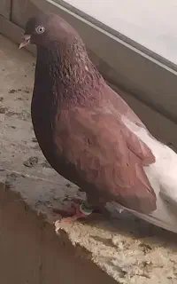 پرنده
