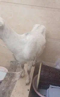 بز سالن