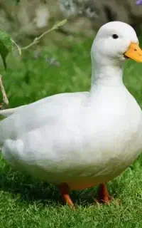 اردک