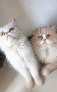 ***گربه نر و ماده مولد