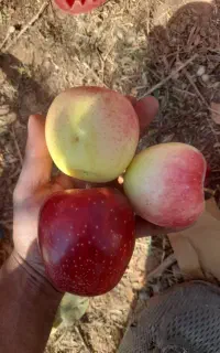 شخم زدن باغ و پاکنی درخت کل استان کهگلویه