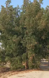 خرید انواع چوب و قطع نخل و درختان مزاحم