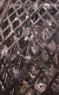 کبوتر پرشی  نر