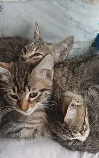 گربه