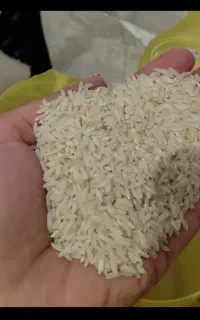 برنج محلی بیرانشهر