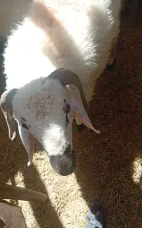 ۱عددب