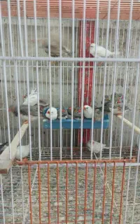 فنچ زبراوبنگالی تعدادبالا