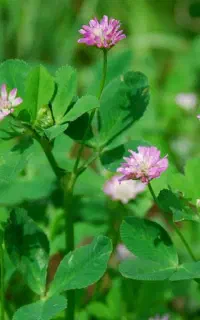 خریدار طلای سبز شما