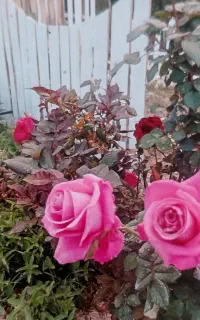 باغ جهت عکاسی وفیلمبرداری تولد،نامزدی، عقدو ازدواج