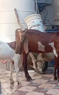 بزهای کهره دار