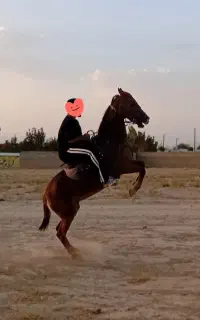 آموزش و سوارکاری اسب