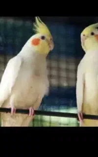 عروس هلندی