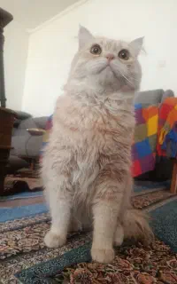 گربه پرشین