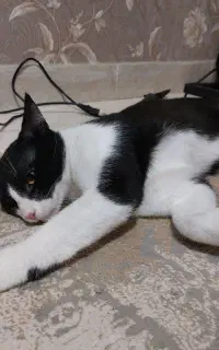 واگذاری گربه dsh
