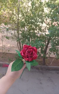 گل روبانی