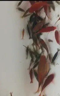 شریمپ و ماهی هیبرید
