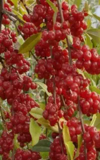 نهال انگور ژاپنی