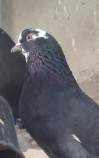 کفتر پرشی کبوتر پرشی معاوضه با اردک
