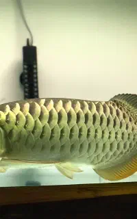 آکواریوم سوماترا